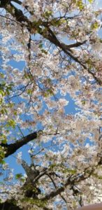 今日も桜がキレイ